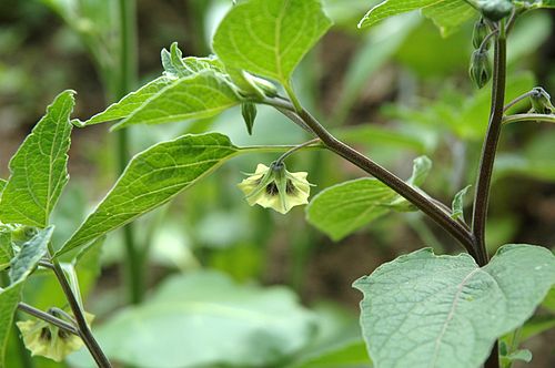 Physalis coztomatl